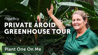 3700 AROIDS in One Greenhouse Anthurium Philodendron amp More Part 1 — Ep 261 [upl. by Etteniotnna157]