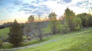 Sunrise Birds of Kentucky  Birding with Merlin May 1 Field Sparrow Flycatcher Bluebird Grosbeak [upl. by Mariellen]