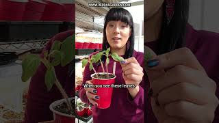 How to fertilize tomato seedlings for maximum growth and health tomato garden gardentips plants [upl. by Theodora]