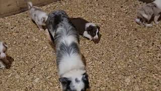 Red Merle Blue Merle Slate Merle Red and White border collie puppies  Josies Litter [upl. by Rora]