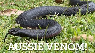 AUSTRALIA A quest for the red belly black snake and a rare gecko [upl. by Defant]