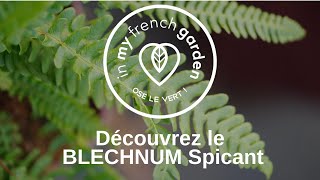 Le Blechnum spicant la Fougère en épi [upl. by Serafine]