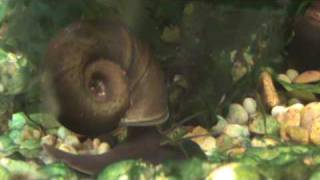 Coldwater Snail  Black Ramshorn Snail at Tyne Valley Aquatics  near Newcastle [upl. by Essile861]