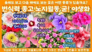 1008 한 번 심어서 해마다 만족하며 보는 정원 식물 모음 가을 식물들 추천 계속해서 피고 지는 대문자초 꽃베고니아 부터 자스민 왕패모까지 신상식물 특집  전국택배가능 [upl. by Oswald]