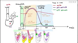 816 Pressure Difference in the Left Side of the Heart Cambridge AS amp A Level Biology 9700 [upl. by Alakam]