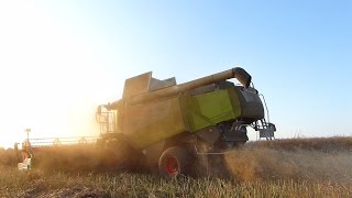 Wielkie Żniwa 2015  AgroPlus Grześkowiak  4x Claas Lexion  Žatva  Harvest in Poland [upl. by Ahsaei]