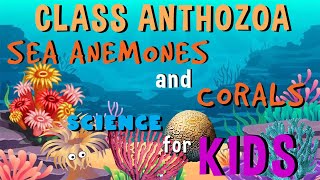 Class Anthozoa  Sea Anemones and Corals  Invertebrates Animals  Science for Kids [upl. by Ainegul]