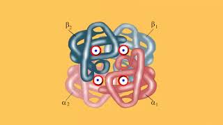 Haemoglobin [upl. by Watters]