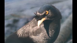 Cute Crested Myna visited Black crowned Heron 😉 [upl. by Clo]