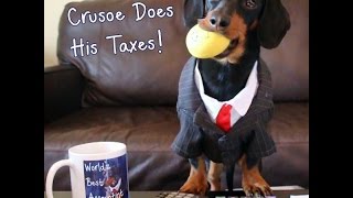 Crusoe the Dachshund Does His Taxes [upl. by Harak597]