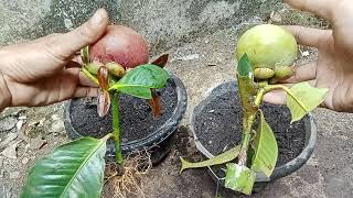 a new way of fruiting mangosteen tree cuttings is successful [upl. by Seleta]