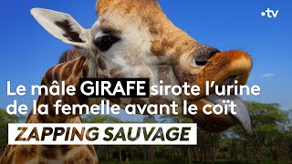 Le mâle girafe sirote lurine de la femelle avant le coït  ZAPPING SAUVAGE [upl. by Sarina]