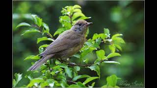 Eurasian blackcap 3 Sylvia atricapilla Barátposzáta [upl. by Elleinod]