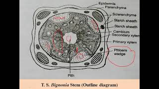 Bignonia stem T S Practical BSc II Year [upl. by Kristos307]