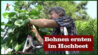 Bohnen ernten im Hochbeet [upl. by Avrit]