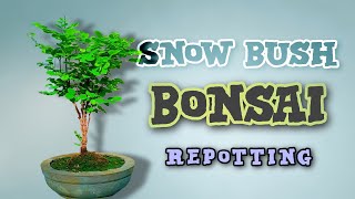 SNOW BUSH BONSAI REPOTTING [upl. by Alahsal]