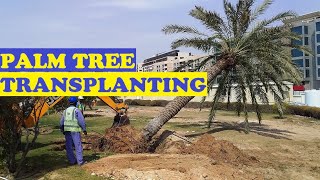 How to Transplant Large Palm Trees in Summer 16 STEPS [upl. by Allan938]