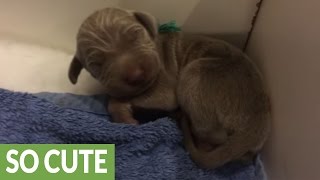 quotSingingquot newborn Weimaraner puppy will melt your heart [upl. by Eraste]