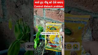 ऐसे बचाए मरते हुए नींबू को🥺 lemon dieback problem solving kill the fungus👊garden plants lemon [upl. by Essej335]