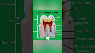 CROSS SECTION OF 🦷 [upl. by September]