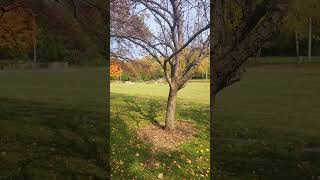 Kettle moraine area ride brapstar shadetreearmy harleydavidsonmotorcycles scenicviews [upl. by Ardys]