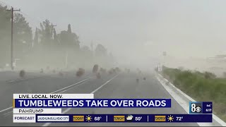 Tumbling tumbleweeds take over Pahrump roads [upl. by Lurline]