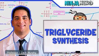 Metabolism  Triglyceride Synthesis [upl. by Nylidnam153]