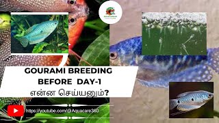 GOURAMI BREEDING BEFORE DAY1 Aquacare360 aquarius viral fish gouramifish youtube pets [upl. by Laryssa]