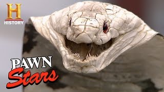 Pawn Stars Taxidermy Cobra for saleor Not  History [upl. by Ppilihp]