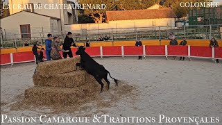 LA CRAU DE CHÂTEAURENARD Vaches Paille Manade Colombet 16092024 [upl. by Carman]