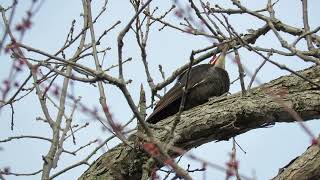 Morning Call of Pileated Woodpecker [upl. by Idas]