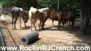 Foundation Quarter Horse Yearlings during Snack Time [upl. by Naujik659]