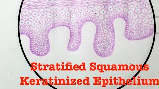 Stratified squamous Keratinized and Non Keratinized Epithelium  Anatomy [upl. by Tenner]