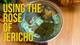 How to Use Rose of Jericho Rosa de jericó for Spiritual WorkSpells [upl. by Fortier]