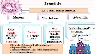 Respiratory system 3 bronchioles and respiratory part of respiratory system 2021 [upl. by Troc]