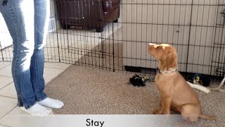 Vizsla puppy Tricks amp Dog training 10 wks old [upl. by Lipsey613]