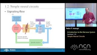 nanoHUBU Bioelectricity L12 The Nervous System  Simple Neural Circuits [upl. by Ursas273]