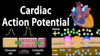 Cardiac Action Potential Animation [upl. by Uria]