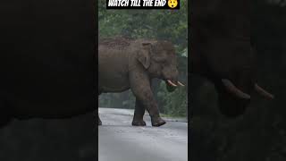 When you get angerelephent wildplanet angryelephant [upl. by Brien]