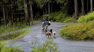 Sled Dog Discovery amp Mushers Camp  Shore Excursion  NCL [upl. by Oel]