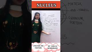 Nucleolus Structure and functions 😍  shorts shortvideo shortsfeed neet viralvideo nucleolus [upl. by Anailil193]