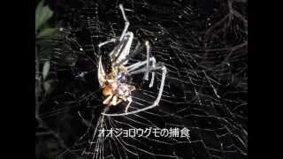 オオジョロウグモの捕食 Predation of a silk spider [upl. by Allistir757]