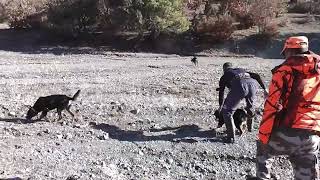 İç Anadoluda Muhteşem Domuz Avı Magnificent Boar Hunt in Central Anatolia [upl. by Betta]