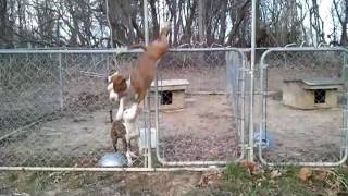 8 month old Pitbull puppy jumps 4ft fence [upl. by Leihcim537]