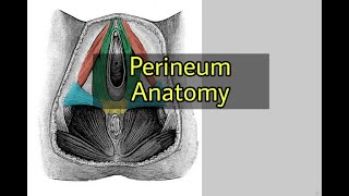 Perineum Anatomy made easy  Pelvis and Perineum  Anatomy [upl. by Beatrisa513]