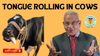 Decoding the Enigma Why Do Cows Roll Their Tongues  Insights by GNP Sir [upl. by Absa874]