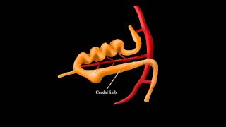 Embryological Rotation of the Midgut [upl. by Farkas]