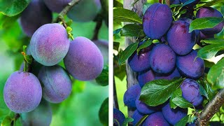 How to Plant Plums Easy Fruit Growing Guide [upl. by Iva]