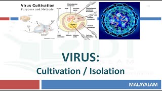 Virus CultivationIsolation Animal Embryonated ChickenDuck egg Cell amp Tissue culture MALAYALAM [upl. by Ika]