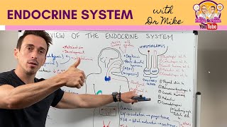 Overview of the Endocrine System [upl. by Naujet]